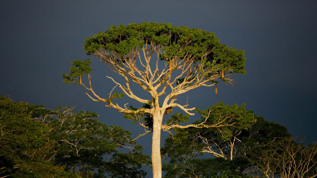 arbre amazonie