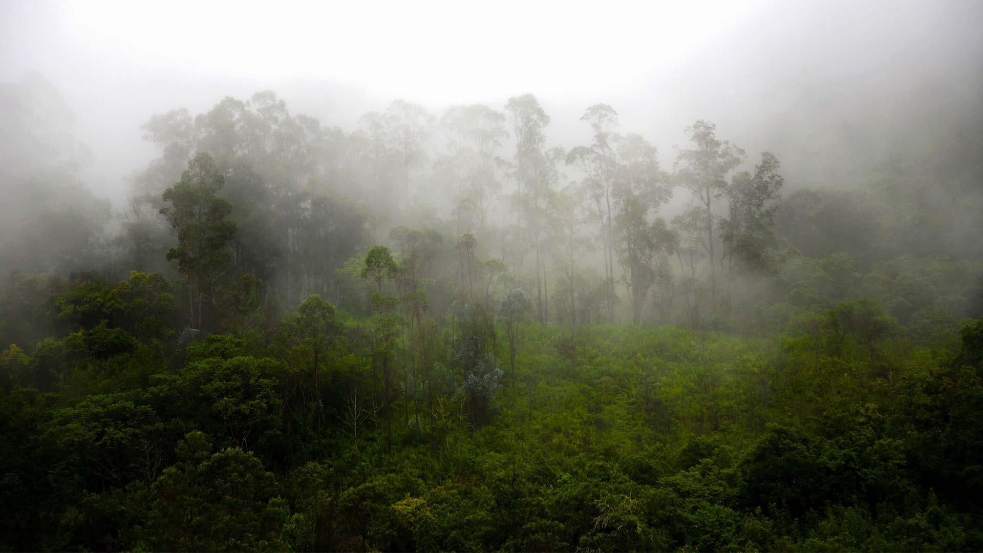 foret amazonie