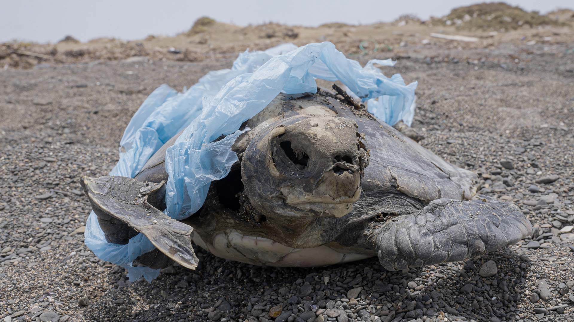 tortue cap vert plastique